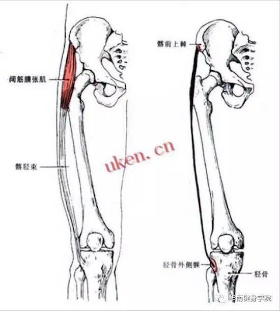 14,大腿外展肌群(包括阔筋膜张肌,缝匠肌等)