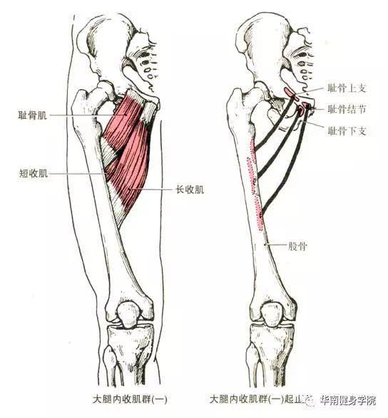13,大腿内收肌群(包括耻骨肌,长收肌,短收肌,大收肌,股薄肌等)